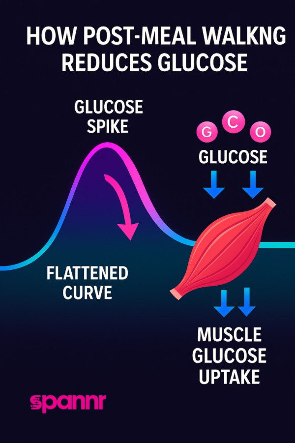 walk-after-meals-longevity-benefits