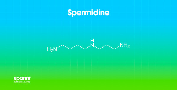LongevitySupplements_Molecules_Spermidine